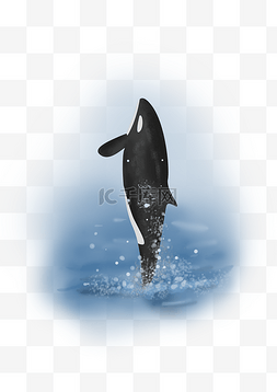海水游泳图片_世界海洋日可爱虎鲸