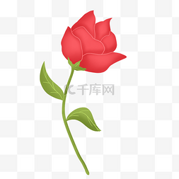 红色忠贞浪漫玫瑰花