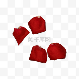 红玫瑰花瓣元素图片_红玫瑰花瓣实拍（png免抠）