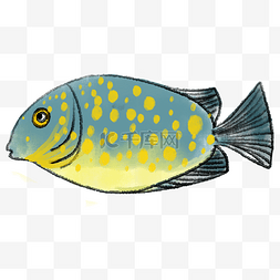 海底小动物图片_黄色圆点热带鱼插画