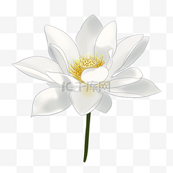 白色荷花图片_白色荷花植物插图