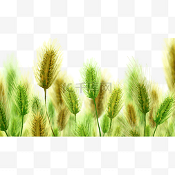 夏季节气小满小麦麦浪麦子手绘插