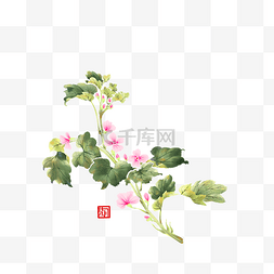 植物一枝图片_中国风国画没骨花卉一枝锦葵