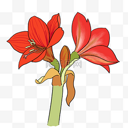红色花儿图片_手绘植物花卉红色花朵