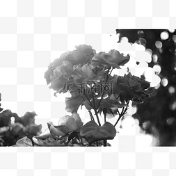 灰色调图片_花花朵黑白黑白花朵