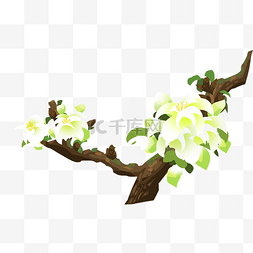 白色的玉兰花图片_白色玉兰花 