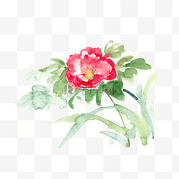 盛开的红花水彩画PNG免抠素材