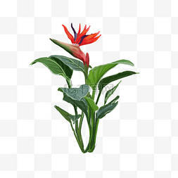 红色花朵植物叶子 