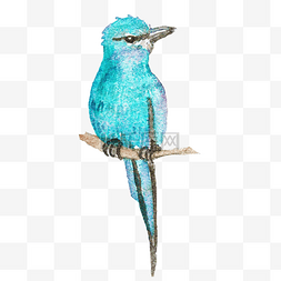 蓝色的小鸟手绘插画