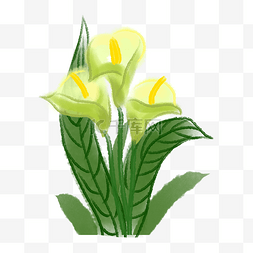 唯美的卡通植物图片_唯美的黄色马蹄莲插画