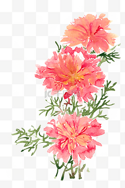 鲜艳的花卉组合水彩画PNG免抠素材