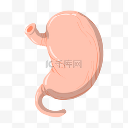 人体的胃图片_手绘胃口器官插画