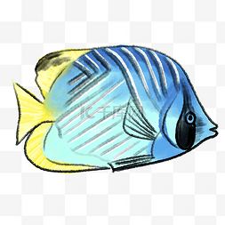 蓝黄色的热带鱼插画
