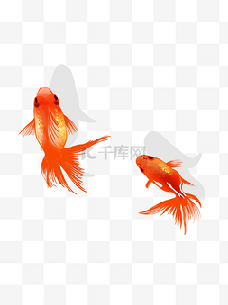 幸运红色锦鲤金鱼水彩手绘