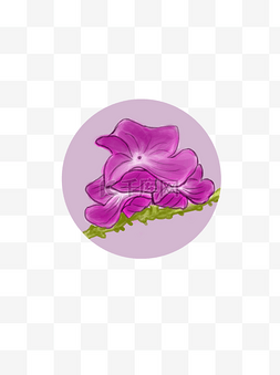 紫荆花朵圆形