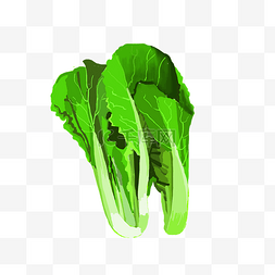 绿色蔬菜小油菜插画