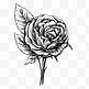 手绘涂鸦玫瑰花植物