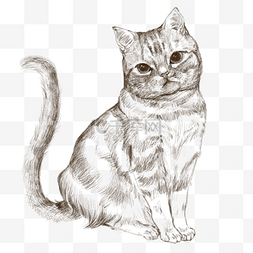 线描猫咪图片_线描猫咪手绘插画