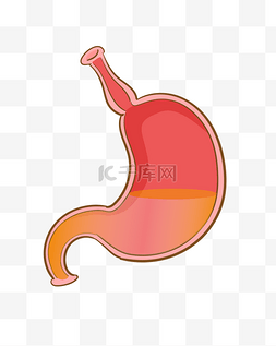 红色的胃图片_手绘胃人体器官插画