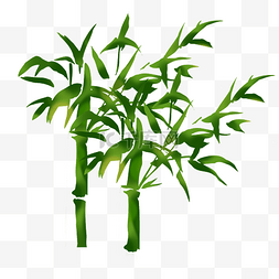 芭蕉叶绿色线条图片_绿色竹子手绘装饰图案