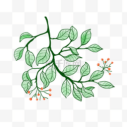 绿色植物枝叶图片_中国风结红豆的绿色植物