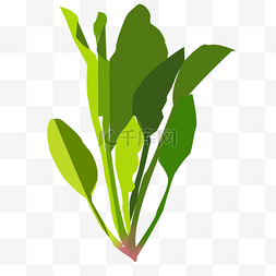清新叶子植物图片_菠菜生命力食物蔬菜绿色叶子植物