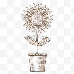 线描植物装饰图片_线描向日葵盆栽