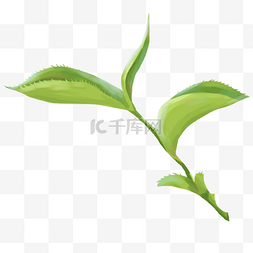 松子和绿茶茶叶图片_清明节茶叶装饰插画
