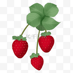 手绘草莓叶子果实植物
