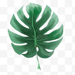 绿色植物叶子插画