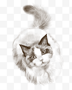 线描可爱的猫咪插画