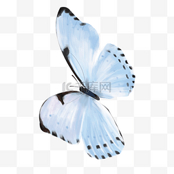 蓝色的蝴蝶手绘插画