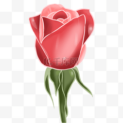 红玫瑰大花瓣图片_玫瑰花红玫瑰