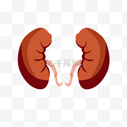 人体图脏器图图片_手绘人体器官肾正面矢量免抠素材