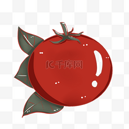 番茄装饰大自然培育甜西红柿