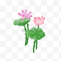 免扣荷花荷叶PNG