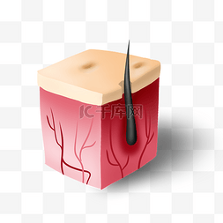 解剖皮肤图片_人体器官皮肤组织插画
