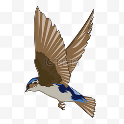 展翅飞翔的燕子图片_春天飞翔的燕子插画