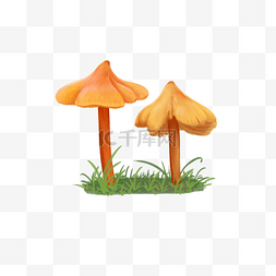 手绘写实橙色蘑菇