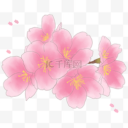 手绘春季粉色的樱花