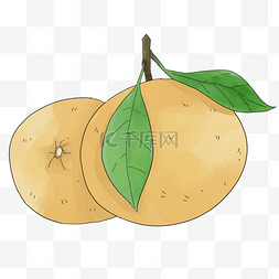 手绘柑橘插画