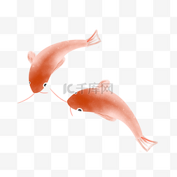 海底小动物图片_红色的锦鲤手绘