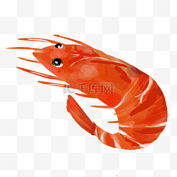 手绘大虾大虾图片_海鲜红色的大虾插画