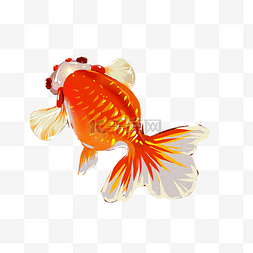 金鱼鱼儿PNG免抠鱼类暖色