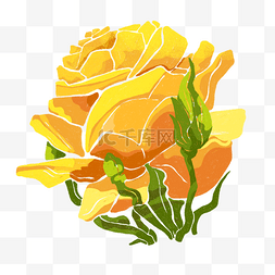  黄色玫瑰花 