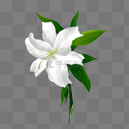 真实纹理图片_白色植物花朵元素