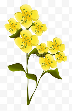 春季黄色油菜花插画