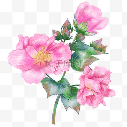 中国风粉色花朵图片_手绘中国风粉色木芙蓉花朵