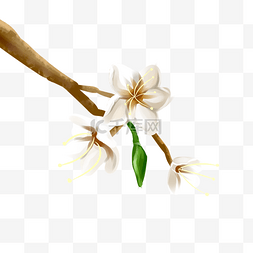 春季树叶纹理图片_春季开白色花朵元素