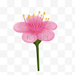 一束樱花图片_手绘植物樱花花束